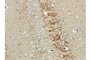Immunohistochemical staining of guinea pig brain using anti-polysialic acid antibody  Formalin fixed guinea pig brain slices were were stained with a  at 3 µg/ml. (Recombinant Polysialic Acid 抗体)
