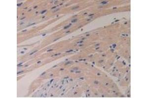 Detection of GCG in Mouse Heart Tissue using Polyclonal Antibody to Glucagon (GCG) (Glucagon 抗体  (AA 21-180))