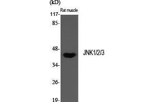 Western Blot (WB) analysis of specific cells using JNK1/2/3 Polyclonal Antibody. (JNK 抗体  (Lys27))