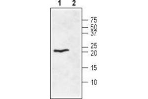 Western blot analysis of rat heart membranes: - 1. (Ephrin A1 抗体  (Extracellular))