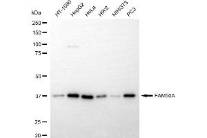 anti-Family with Sequence Similarity 50, Member A (FAM50A) antibody