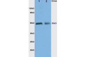 L1 rat kidney lysates, L2 rat brain lysates probed (ABIN737091) Anti-ADRA2 Polyclonal, Unconjugated at 1:200 in 4 °C. (ADRA2A 抗体  (AA 385-450))
