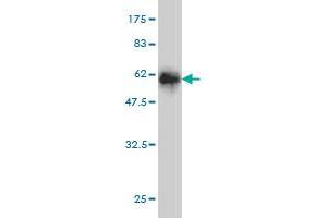 Western Blot detection against Immunogen (52. (GTF2I 抗体  (AA 36-274))