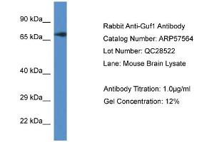 Western Blotting (WB) image for anti-GUF1 GTPase Homolog (GUF1) (C-Term) antibody (ABIN2787278) (GUF1 抗体  (C-Term))