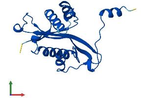 AlphaFold protein structure predicition of Human Recombinant SAT1 Protein, UniprotID P21673
