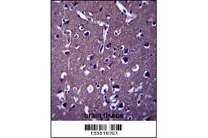 ZSWIM5 Antibody immunohistochemistry analysis in formalin fixed and paraffin embedded human brain tissue followed by peroxidase conjugation of the secondary antibody and DAB staining. (ZSWIM5 抗体  (N-Term))