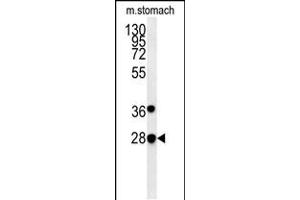 PREPL Antibody (C-term) (ABIN651755 and ABIN2840389) western blot analysis in mouse stomach tissue lysates (15 μg/lane). (PREPL 抗体  (C-Term))