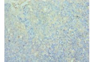 Immunohistochemistry of paraffin-embedded human tonsil tissue using ABIN7161084 at dilution of 1:100 (2B4 抗体  (AA 22-224))