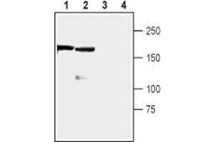 Western blot analysis of rat (lanes 1 and 3) and mouse (lanes 2 and 4) brain lysates: - 1,2. (Regulating Synaptic Membrane Exocytosis 1 (RIMS1) (AA 1039-1054), (Intracellular) 抗体)