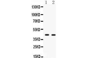 Anti- Cdc37 antibody, Western blotting All lanes: Anti Cdc37 at 0. (CDC37 抗体  (C-Term))