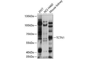 Western blot analysis of extracts of various cell lines, using TCTN1 antibody (ABIN7270757) at 1:1000 dilution. (TCTN1 抗体  (AA 130-310))