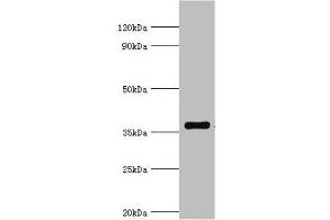 Western blot All lanes: WDR5 antibody at 2 μg/mL + A431 whole cell lysate Secondary Goat polyclonal to rabbit IgG at 1/10000 dilution Predicted band size: 37 kDa Observed band size: 37 kDa (WDR5 抗体  (AA 1-334))