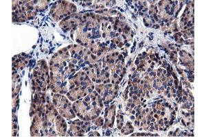 Immunohistochemical staining of paraffin-embedded Human Kidney tissue using anti-CBWD1 mouse monoclonal antibody. (CBWD1 抗体)