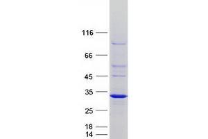 Validation with Western Blot (RND2 Protein (Myc-DYKDDDDK Tag))