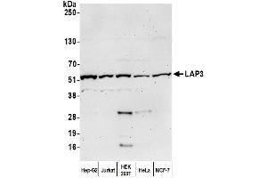 Western Blotting (WB) image for anti-Cytosol Aminopeptidase (LAP3) (AA 469-519) antibody (ABIN7449232)