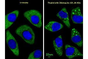 Immunofluorescence (IF) image for anti-ATG7 Autophagy Related 7 (ATG7) (AA 540-569), (C-Term) antibody (ABIN388523)