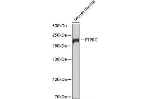 Western blot analysis of extracts of Mouse thymus using PTPRC Polyclonal Antibody at dilution of 1:1000. (CD45 抗体)