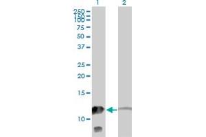 Western Blot analysis of MTPN expression in transfected 293T cell line by MTPN monoclonal antibody (M14), clone 1F3. (MTPN 抗体  (AA 1-118))