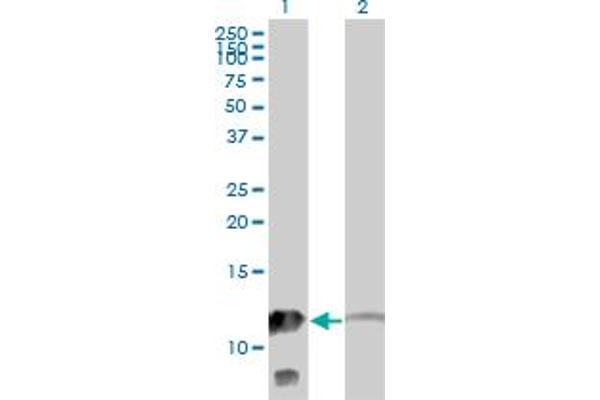 MTPN 抗体  (AA 1-118)