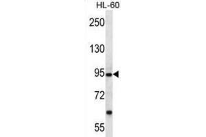 Western Blotting (WB) image for anti-Protocadherin alpha 12 (PCDHA12) antibody (ABIN2997167) (PCDHA12 抗体)