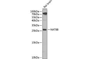 Western blot analysis of extracts of rat brain, using NB antibody (ABIN6132989, ABIN6144383, ABIN6144385 and ABIN6223030) at 1:1000 dilution. (NAT8B 抗体  (AA 75-165))