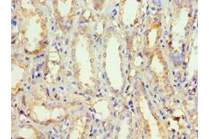 Immunohistochemistry of paraffin-embedded human kidney tissue using ABIN7162919 at dilution of 1:100