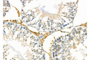 ABIN6263362 and ABIN6279017 at 1/100 staining Rat testis tissue by IHC-P. (MRPL19 抗体  (Internal Region))