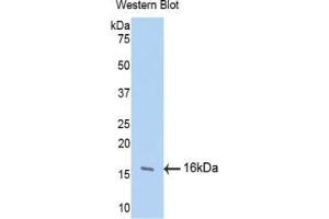 Western blot analysis of the recombinant protein. (FGF13 抗体  (AA 108-227))