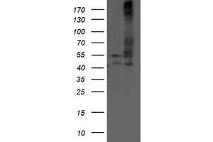 Image no. 1 for anti-Dihydrolipoamide Dehydrogenase (DLD) antibody (ABIN1497850) (DLD 抗体)