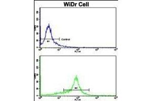 Flow cytometric analysis of WiDr cells using P15 Antibody (N-term)(bottom histogram) compared to a negative control cell (top histogram). (MMP15 抗体  (N-Term))