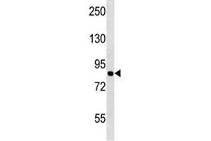 MCM7 antibody western blot analysis in Jurkat lysate. (MCM7 抗体  (AA 290-318))