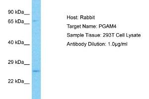 Host: Rabbit Target Name: PGAM4 Sample Type: 293T Whole Cell lysates Antibody Dilution: 1. (PGAM4 抗体  (C-Term))