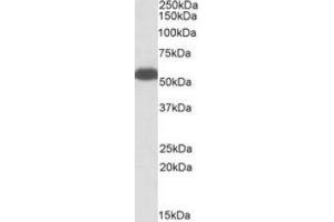 AP23724PU-N (0. (GLUD1 抗体  (Internal Region))