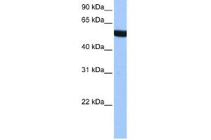 WB Suggested Anti-TUBA3C Antibody Titration: 0. (TUBA3C 抗体  (N-Term))