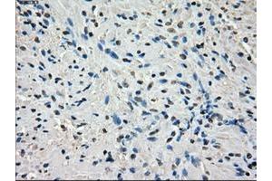 Image no. 11 for anti-P450 (Cytochrome) Oxidoreductase (POR) antibody (ABIN1497744) (POR 抗体)