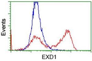 Flow Cytometry (FACS) image for anti-Exonuclease 3'-5' Domain Containing 1 (EXD1) antibody (ABIN1498135) (EXD1 抗体)