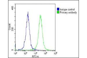 Overlay histogram showing Hela cells stained with (ABIN6243383 and ABIN6578856)(green line). (CLCN1 抗体  (AA 32-66))