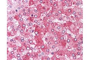 Anti-ERAP1 / ARTS1 antibody IHC of human liver. (ERAP1 抗体  (Internal Region))