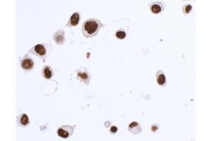 Immunocytochemistry (ICC) image for anti-SRY (Sex Determining Region Y)-Box 10 (SOX10) (AA 416-466) antibody (ABIN7454037) (Recombinant SOX10 抗体  (AA 416-466))