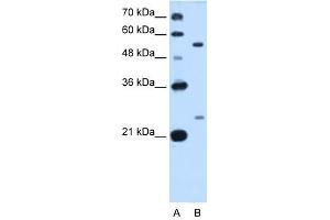 LOC642486 antibody used at 0. (LOC642486 抗体  (C-Term))