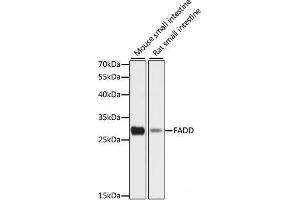 Western blot analysis of extracts of various cell lines using FADD Polyclonal Antibody at dilution of 1:1000. (FADD 抗体)