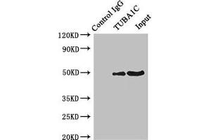 Immunoprecipitating TUBA1C in K562 whole cell lysate Lane 1: Rabbit control IgG instead of ABIN7173659 in K562 whole cell lysate. (TUBA1C 抗体  (AA 29-184))