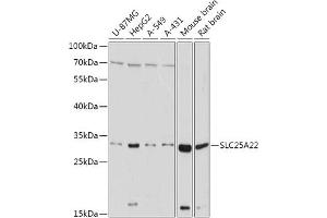 Western blot analysis of extracts of various cell lines, using SLC25 antibody (ABIN7270436) at 1:1000 dilution. (SLC25A22 抗体  (AA 128-188))