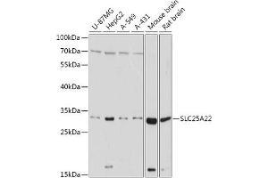 Western Blotting (WB) image for anti-Solute Carrier Family 25 (Mitochondrial Carrier: Glutamate), Member 22 (SLC25A22) (AA 128-188) antibody (ABIN7270436)