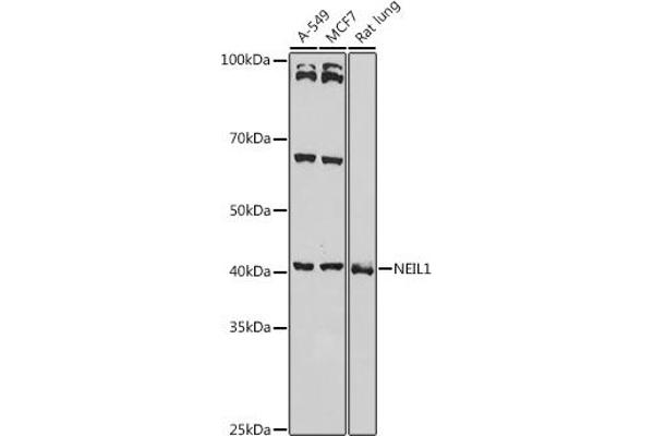 NEIL1 抗体  (AA 187-476)