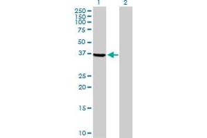 Western Blot analysis of TSSK2 expression in transfected 293T cell line by TSSK2 MaxPab polyclonal antibody. (TSSK2 抗体  (AA 1-358))