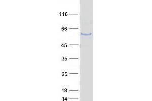 Western Blotting (WB) image for Tubulin, alpha 1c (TUBA1C) protein (Myc-DYKDDDDK Tag) (ABIN2714590)