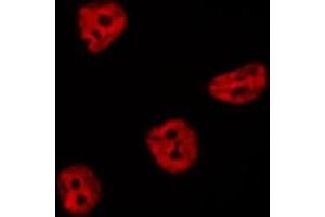 ABIN6276809 staining  RAW264. (CDC25C 抗体  (Internal Region))