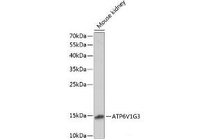 Western blot analysis of extracts of Mouse kidney using ATP6V1G3 Polyclonal Antibody at dilution of 1:1000. (ATP6V1G3i 抗体)