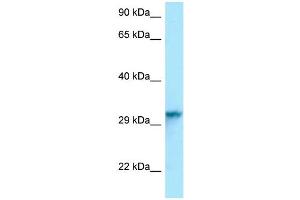 Host: Rabbit Target Name: Hnrnpc Antibody Dilution: 1. (HNRNPC 抗体  (C-Term))